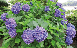 紫陽花